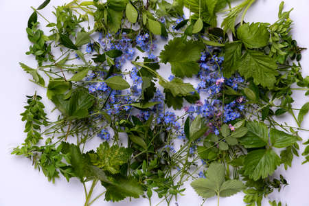 Flat lay view of small violet petal flowers and green leaves on white background.の写真素材