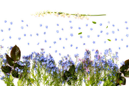 Flat lay view of small violet petal flowers and green leaves on white background.の写真素材