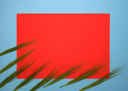 Green fresh wheat heads on red and blue copy space background.の写真素材