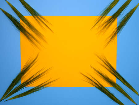 Green fresh wheat heads on yellow copy space background.