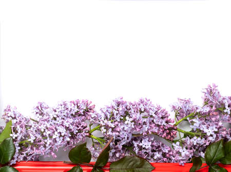 Fresh lilac flowers and petals on white background. Beautiful spring mockup backdrop. Flat lay, top view, space for text.の写真素材