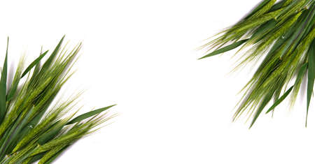 Green fresh wheat heads on white copy space background.の写真素材