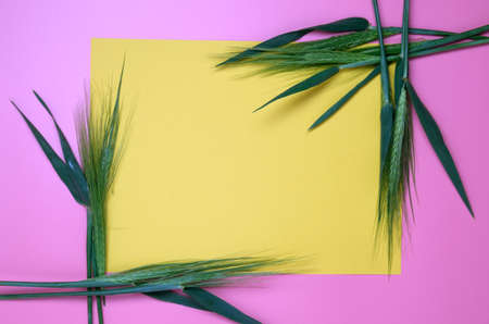 Green fresh wheat heads on yellow copy space background.の写真素材