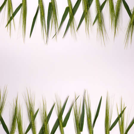 Green fresh wheat heads on white copy space background.の写真素材