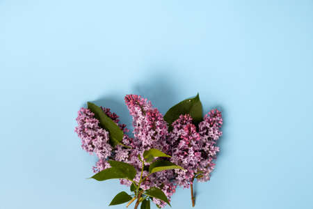 Fresh lilac flowers and petals on blue pastel background. Beautiful spring mockup backdrop. Flat lay, top view, space for text.の写真素材