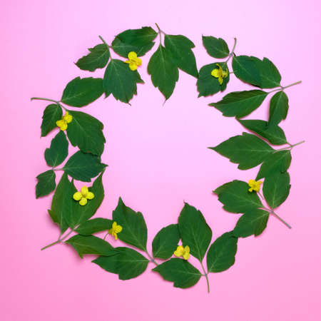 Small yellow flowers and green leaves on pink copy space background.の写真素材