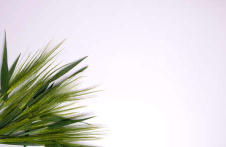 Green fresh wheat heads on white copy space background.の写真素材