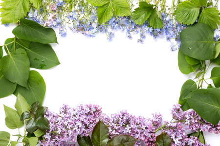 Fresh lilac flowers and petals on white background. Beautiful spring mockup backdrop. Flat lay, top view, space for text.の写真素材