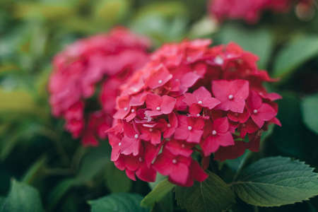 Big amazing red hortensia, 5 march, mothers day