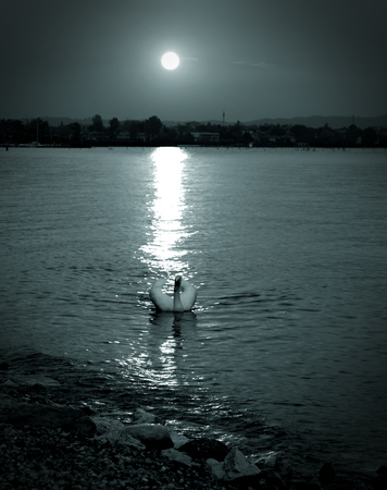 swan floating in the lake at night                 の写真素材