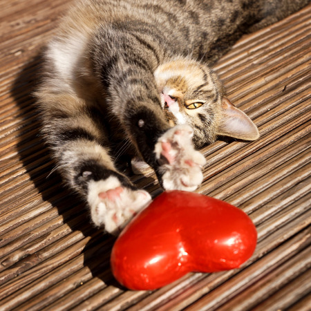 sweet cat with red heart の写真素材