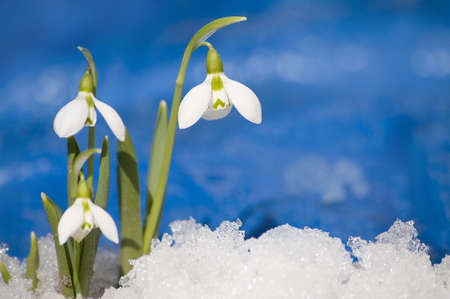 Snowdrops with snow in the foregroundの写真素材