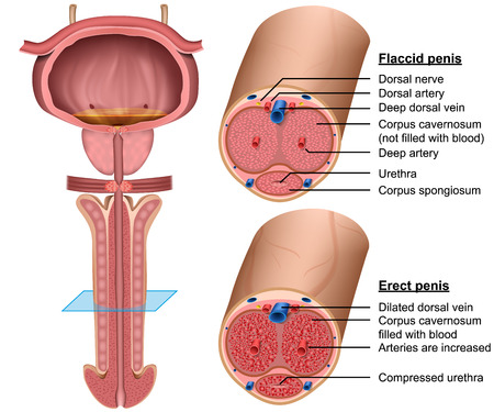 penis anatomy cross section medical 3d vector illustrationのイラスト素材