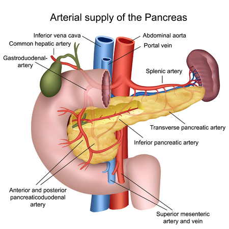 Blood supply of the pancreas 3d medical vector illustration on white backgroundのイラスト素材