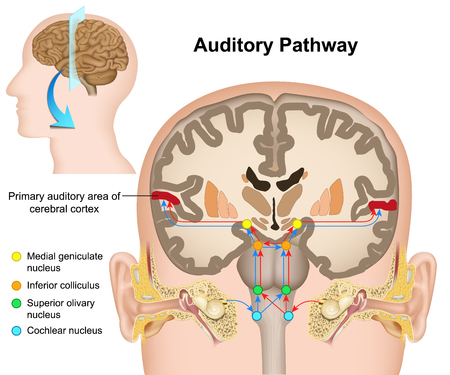The auditory pathway medical vector illustration on white backgroundのイラスト素材