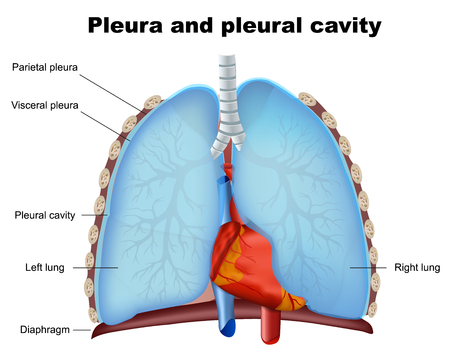 Lung pleural and pleural cavity medical vector illustration on white backgroundのイラスト素材