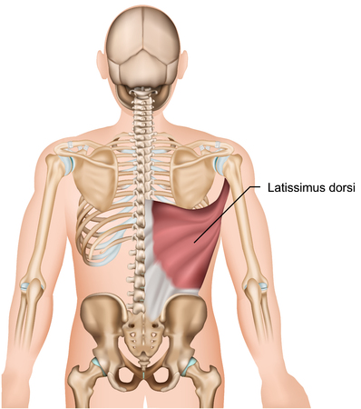 Latissimus dorsi back muscles 3d medical vector illustrationのイラスト素材