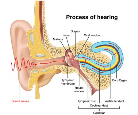 Hearing process, ear anatomy 3d vector illustration on white backgroundのイラスト素材