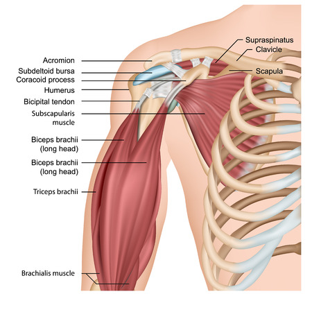 Muscles of shoulder and arm 3d medical vector illustration on white backgroundのイラスト素材