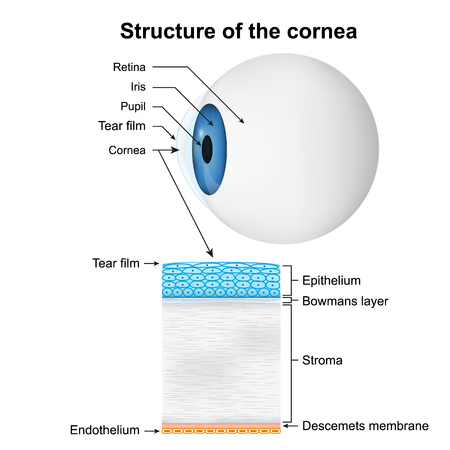 structure of the cornea medical vector illustration on white backgroundのイラスト素材