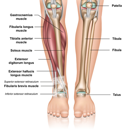 Lower leg anatomy 3d medical vector illustration on white backgroundのイラスト素材