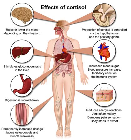 Effects of cortisol on the human body 3d medical vector illustration isolated on white backgroundのイラスト素材
