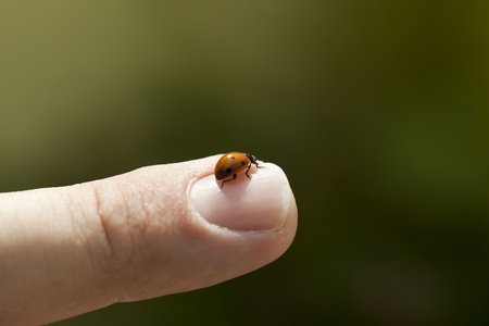 Lady Beetle