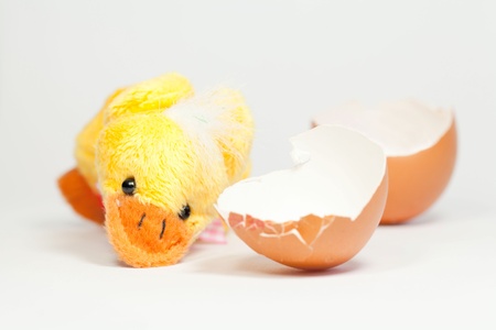 Cute chicken with eggs