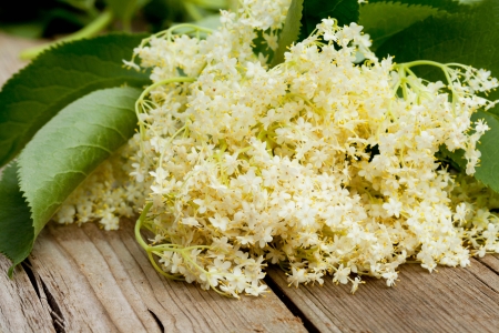 Elder flower on wooden background  の写真素材