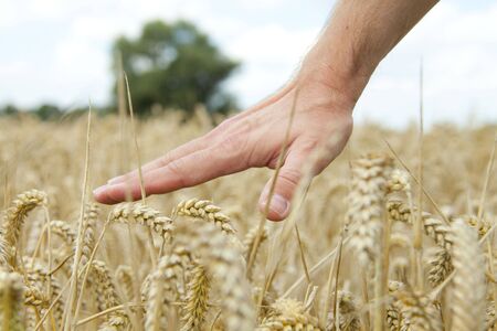 Touching wheatの写真素材