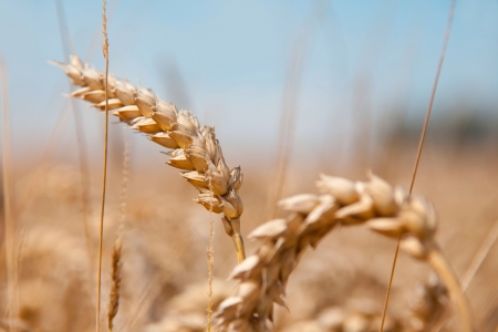 ripe spikesの写真素材