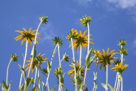 sunflowers and bright sun lights の写真素材