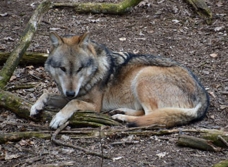Europian Gray Wolf