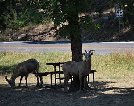 Goats in the Black Hills, South Dakota