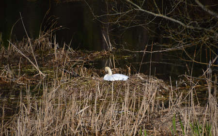 Grunewald, Wilmersdorf, Berlinの写真素材
