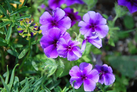 Flower in the Wasatch Mountains, Utah