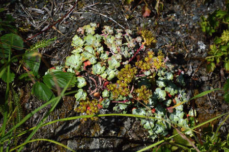 Flowers in National Park, Washington
