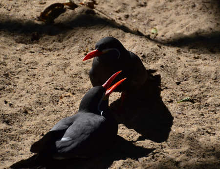 Birds in Walsrode, Lower Saxonyの写真素材
