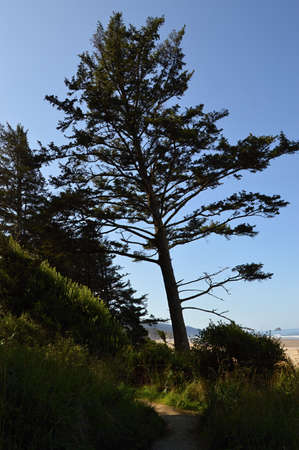 Pacific Coast, Oregonの写真素材