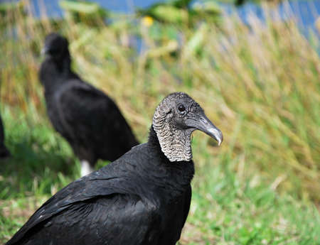 Vultures in Everglades National Park, Florida