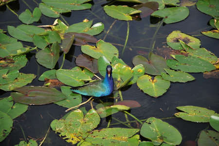 Purple Galinulle in Everglades National Park, Florida