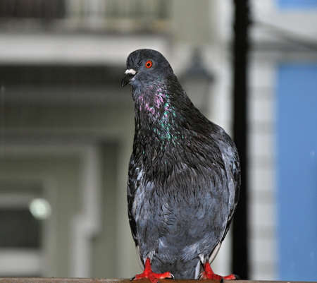 Pigeon in Old San Juan, Puerto Ricoの写真素材