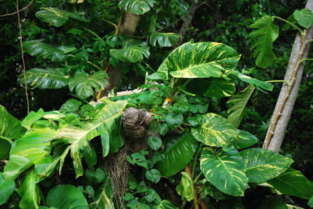 El Yunque Rain Forest, Puerto Rico