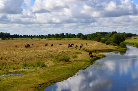 Landscape awatert the River Aller, Verden, Lower Saxonyの写真素材