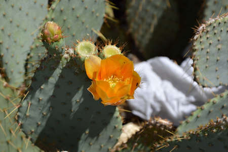 Bloom Cactus in Joshua Tree National Park, California