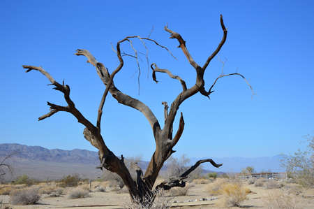 Joshua Tree National Park, California