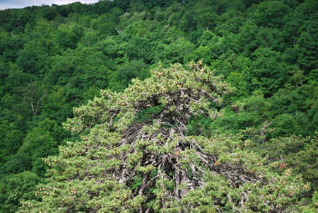 Tree in Shenandoah National Park, Virginia