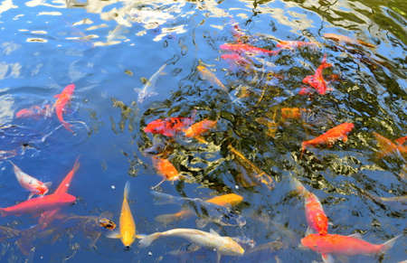 Colorful Tropical Fishes at Waikoloa, Big Island, Hawaiiの写真素材