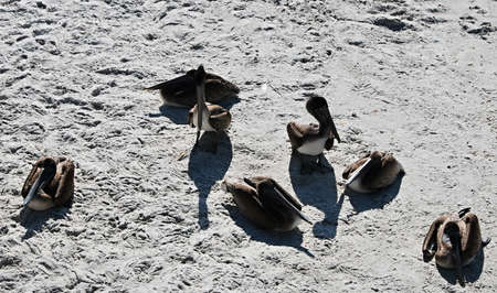 Pelicane at the Beach of the Gulf of Mexico, Naples, Floridaの写真素材