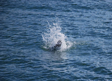 Landing Pelicane at the Gulf of Mexico, Florida